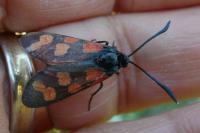 Zygaena transalpina