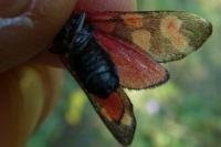Zygaena transalpina