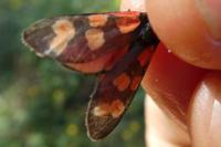 Zygaena transalpina