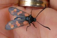 Zygaena transalpina