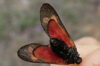 Zygaena transalpina