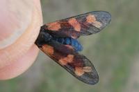 Zygaena transalpina