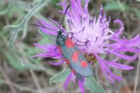 Zygaena trifolii