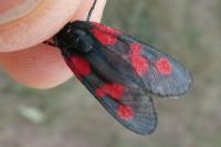 Zygaena trifolii