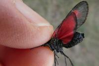 Zygaena trifolii