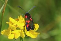 Zygaena trifolii