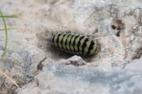 Zygaena anthyllidis