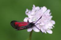 Zygaena minos/purpuralis