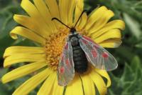 Zygaena exulans