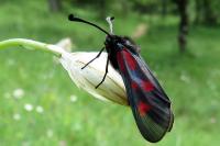 Zygaena cynarae