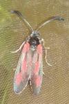 Zygaena sarpedon