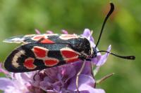 Zygaena occitanica