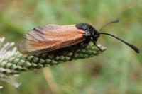 Zygaena erythrus actae