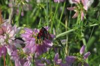 Zygaena filipendulae
