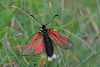 Zygaena exulans