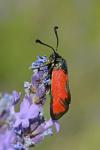 Zygaena erythrus actae