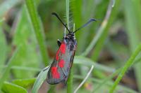 Zygaena loti
