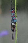Zygaena ephialtes