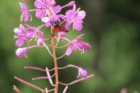 Zygaena transalpina