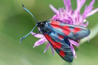 Zygaena trifolii