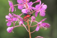 Zygaena transalpina