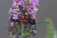 Zygaena ephialtes