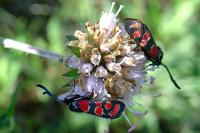 Zygaena carniolica