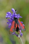 Zygaena minos/purpuralis