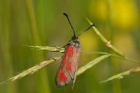 Zygaena loti