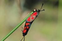 Zygaena loti