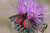 Zygaena lonicerae
