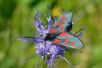Zygaena lonicerae