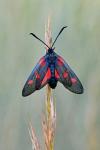 Zygaena lonicerae