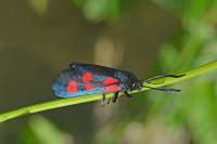 Zygaena filipendulae
