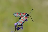 Zygaena filipendulae