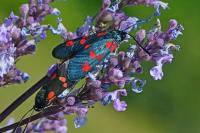 Zygaena filipendulae