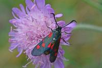 Zygaena filipendulae