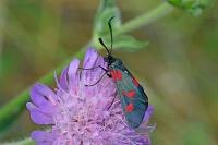 Zygaena filipendulae
