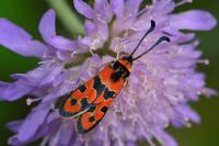 Zygaena fausta