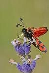 Zygaena fausta