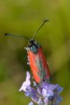 Zygaena erythrus actae
