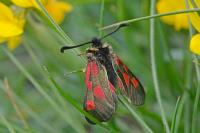 Zygaena exulans