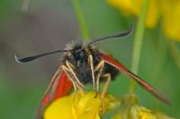 Zygaena exulans