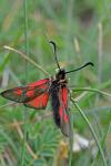 Zygaena exulans