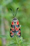 Zygaena carniolica