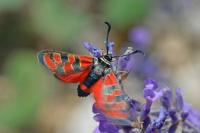 Zygaena carniolica