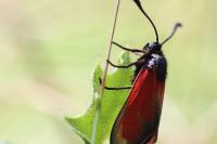 Zygaena erythrus actae