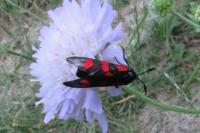 Zygaena filipendulae