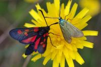 Zygaena trifolii
