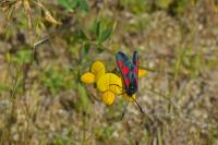Zygaena trifolii